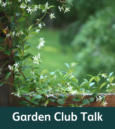 Vines growing on fence Garden Club Talk