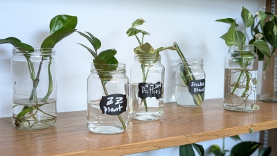 house plant cuttings in small jars with water on a shelf