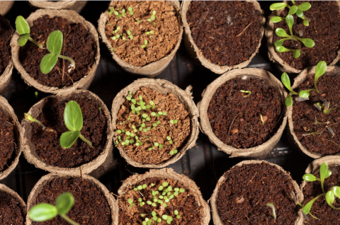 Sprouts in biodegradable planters