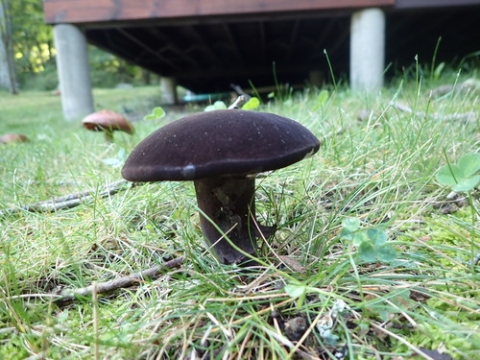 Black mushroom growing in the grass in a backyard