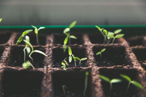 Two-leaf seedlings in tray of soil