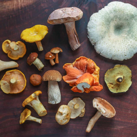 image of wild edible mushrooms