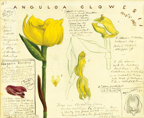 Hand writing and drawing of a yellow flower and petals