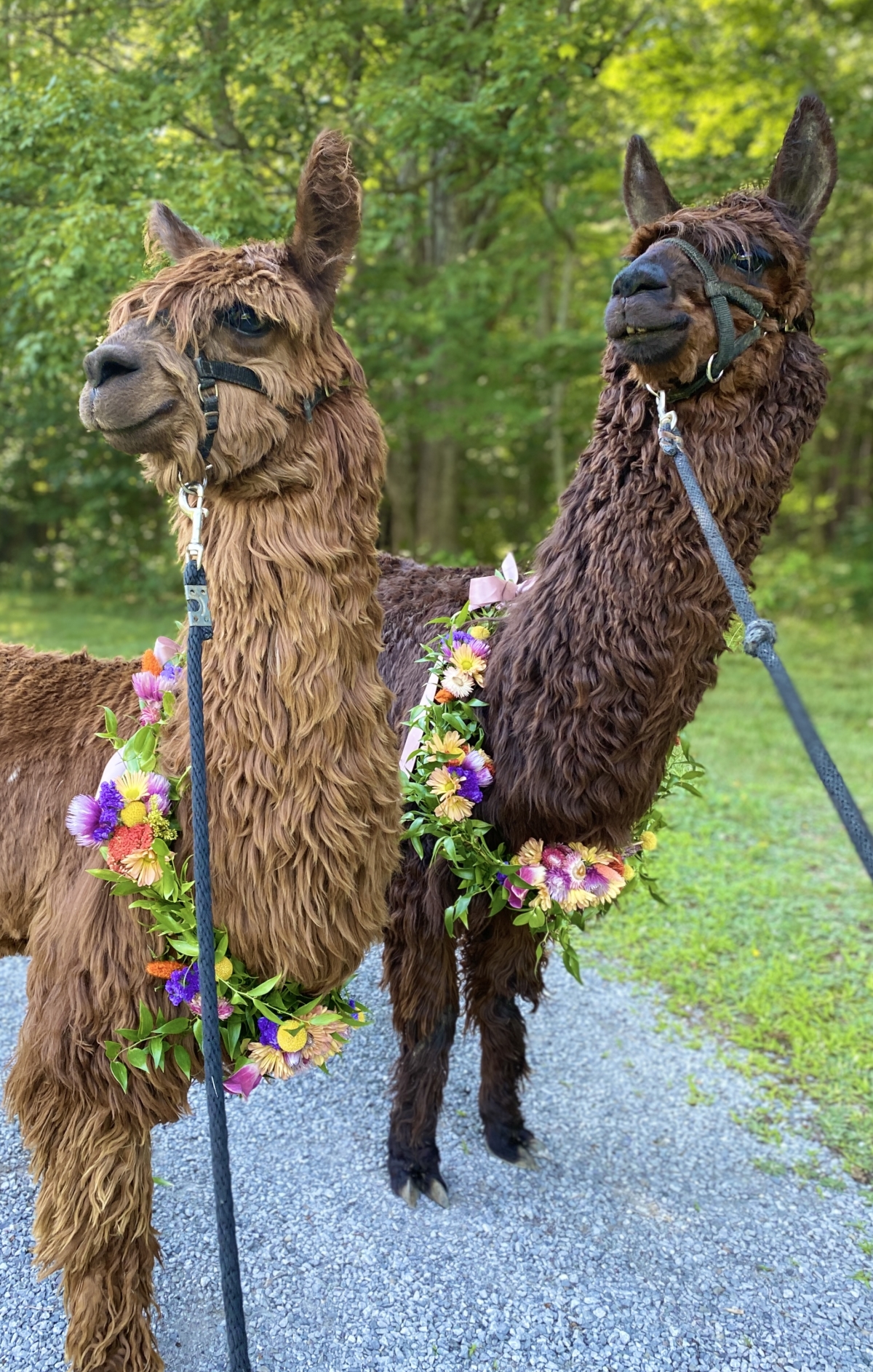 Picture of alpacas