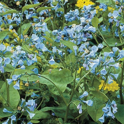 We will re-wild the Horace Greeley Trail!