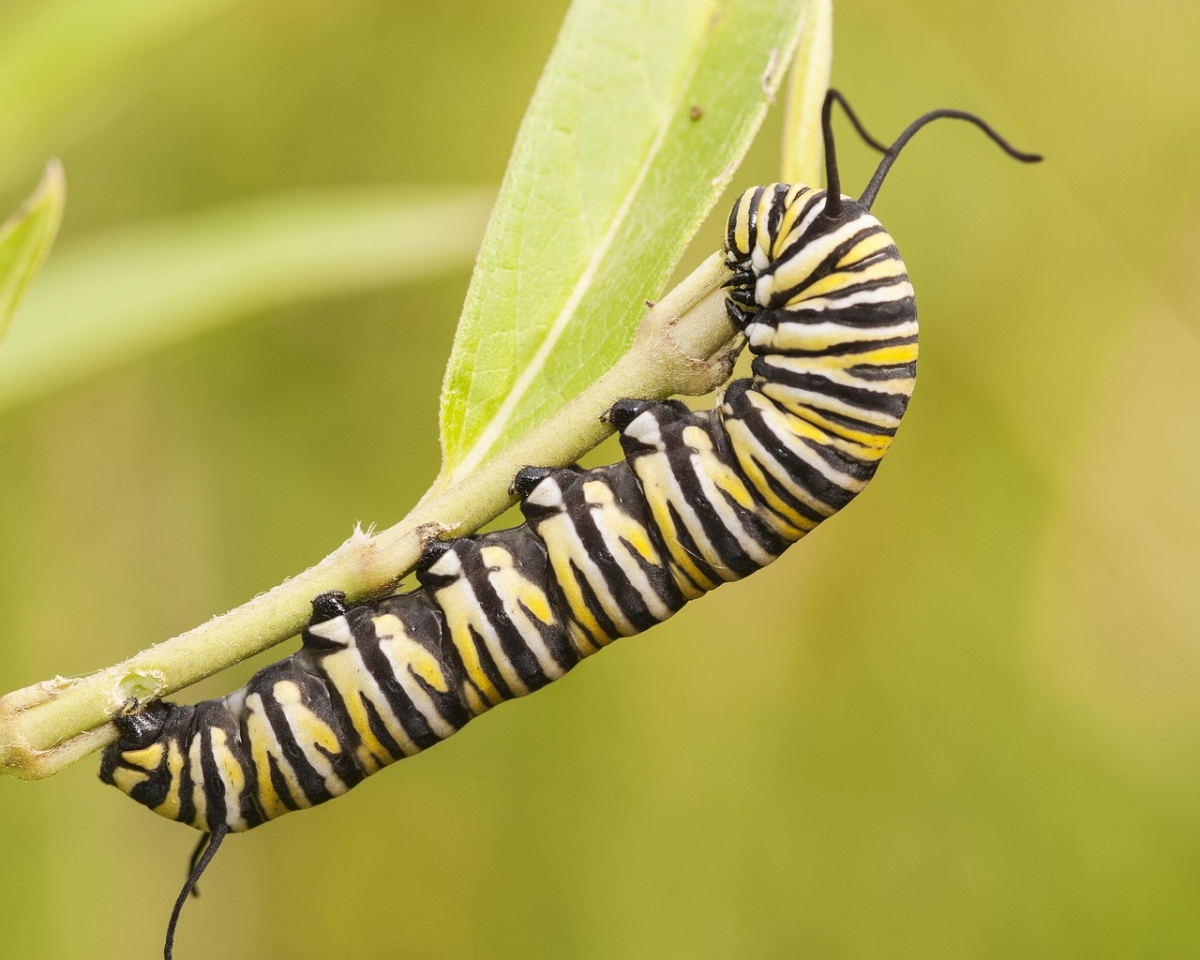 A full size monarch caterpillar