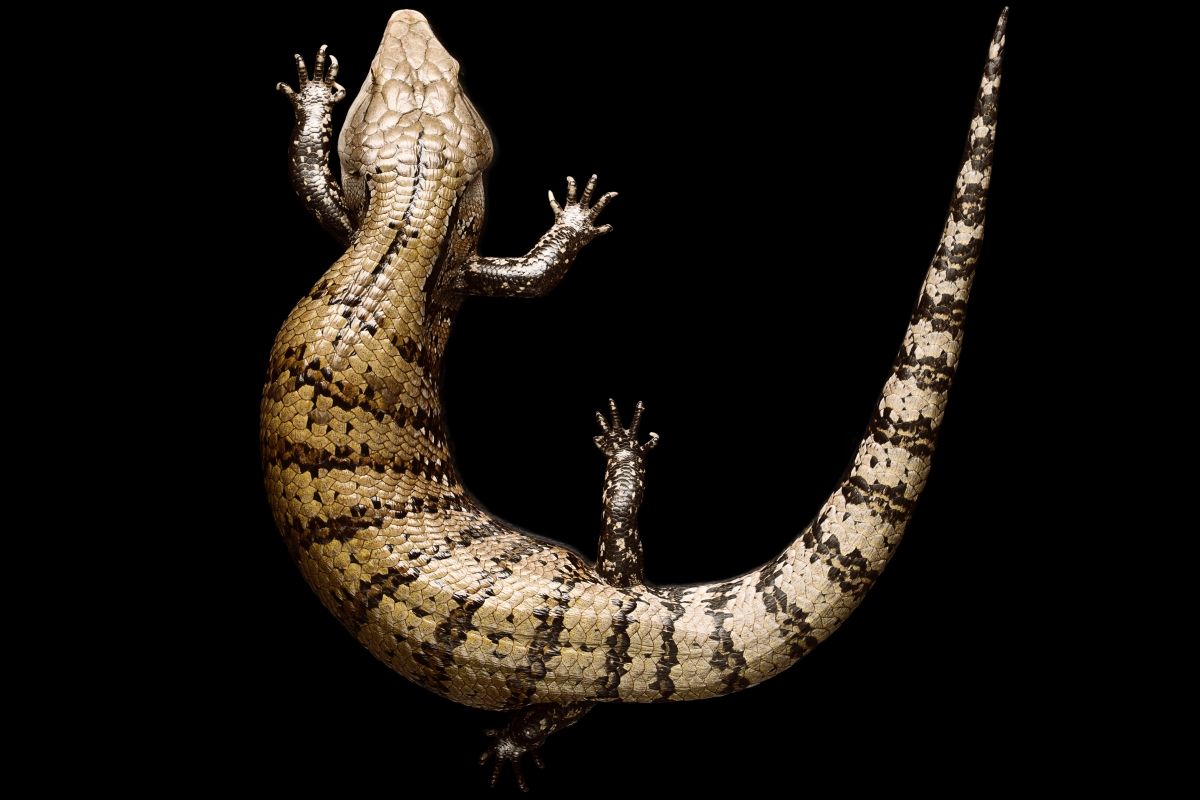 Cool picture of a Skink taken from abo