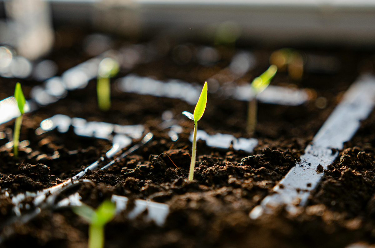 Two-leaf seedlings in tray of soil
