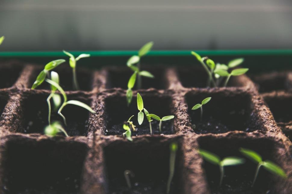 Two-leaf seedlings in tray of soil