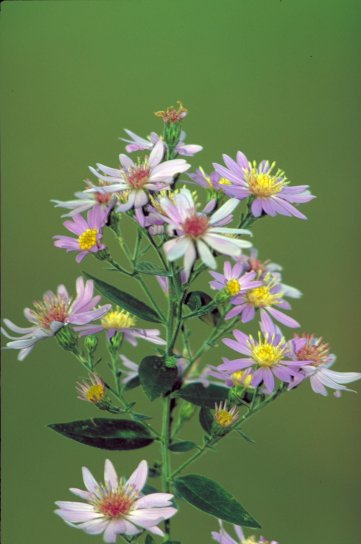 cluster of pink and white wildflowers