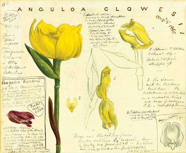Hand writing and drawing of a yellow flower and petals